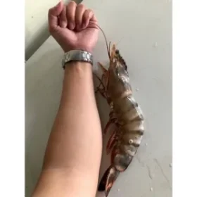 Colossal Black Tiger Prawns photo review