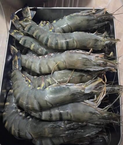 Colossal Black Tiger Prawns photo review