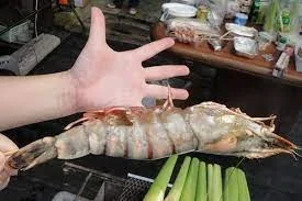 Colossal Black Tiger Prawns photo review