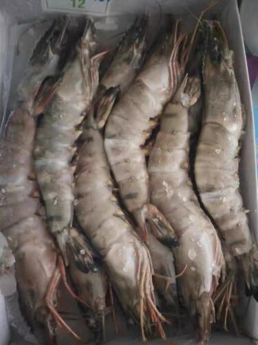 Colossal Black Tiger Prawns photo review