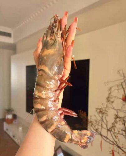 Colossal Black Tiger Prawns photo review